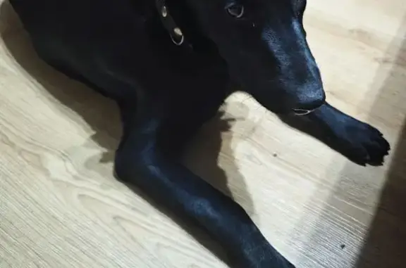 Найдена собака, Севастополь, фото: Найдена собака, Суворова 10, Севастополь