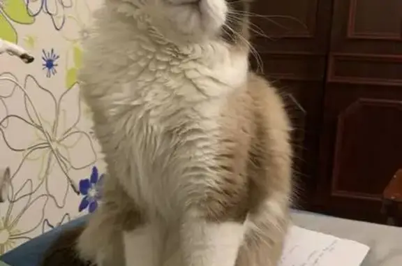 Кошки потеряшки, Новотитаровская, фото: Потеряшка кошка, ул. Ленина 232, Новотитаровская