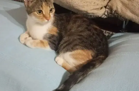 Найдена кошка, ул. Ульянова 56, Астрахань