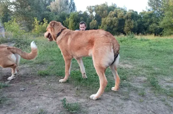 Собаки потеряшки, Старый Оскол, фото: Потеряшка собака, ул. Свердлова, Старый Оскол