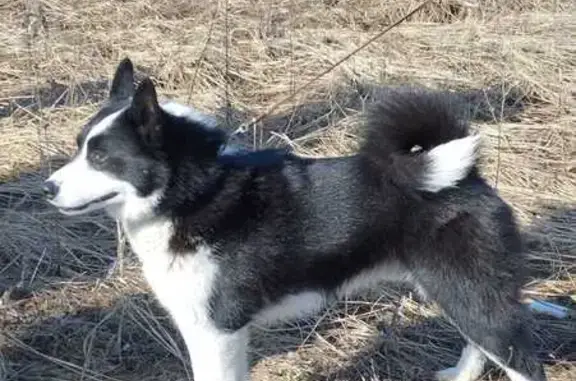 Пропала собака, Североморская 2, Строитель