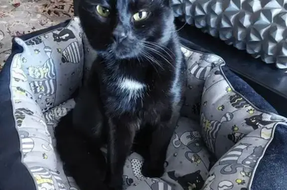 Кошка найдена на ул. Инж. Балинского, Москва