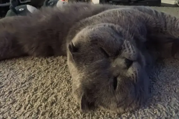 Пропала кошка Ба, Войковское с/п, Крым