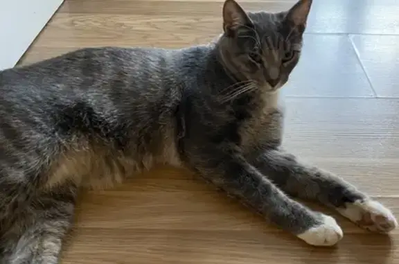 Объявления о пропавших и найденных животных, Калининград, фото: Кошка найдена: Советский пр., Калининград