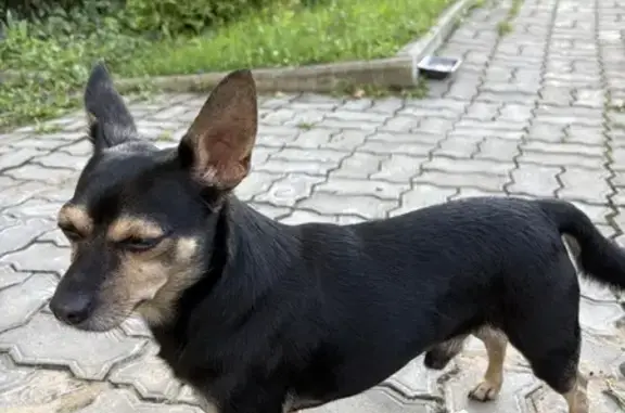 Найдена собака, Хабаровск, фото: Собака найдена на ул. Руднева, Хабаровск