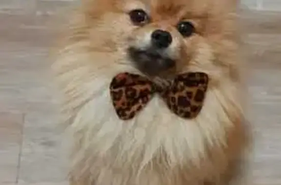 Собаки потеряшки, Беклемишевское, фото: Потеряшка собака в Беклемишево, Забайкалье