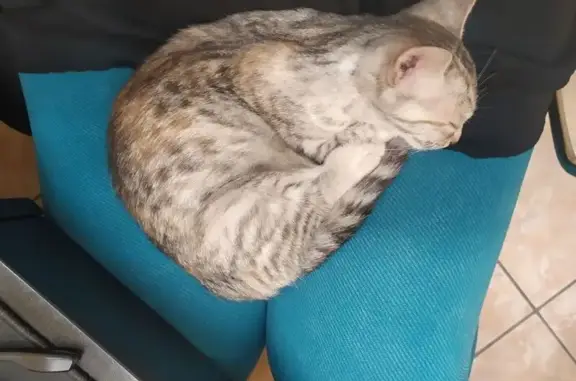 Пропала кошка на Моисеева, 2, Волгоград