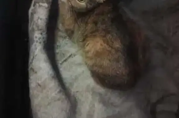 Кошки потеряшки, Кемеровская область, фото: Потеряшка кошка на Клименко, Новокузнецк