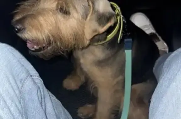 Найдена собака, Московская область, фото: Собака найдена: 46К-0280, МО