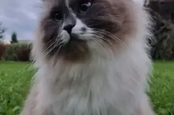 Кошки потеряшки, Москва, фото: Потеряшка кот Альф, Кленовый б-р, 18, Москва