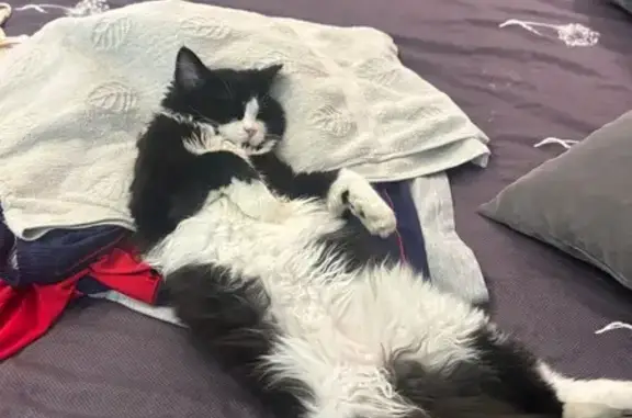 Пропала кошка, 25 Бегуницы