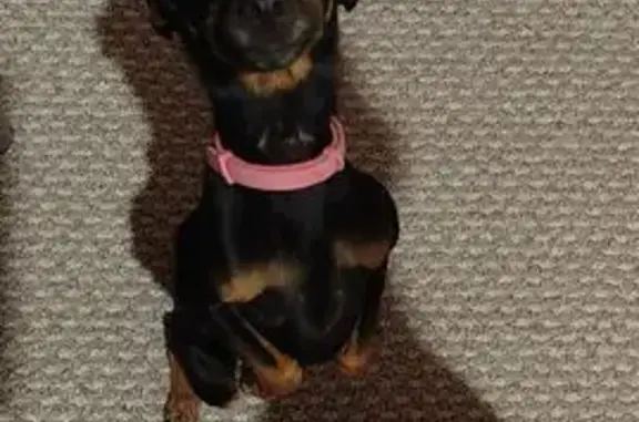 Пропала собака, ул. Мичурина, Курган