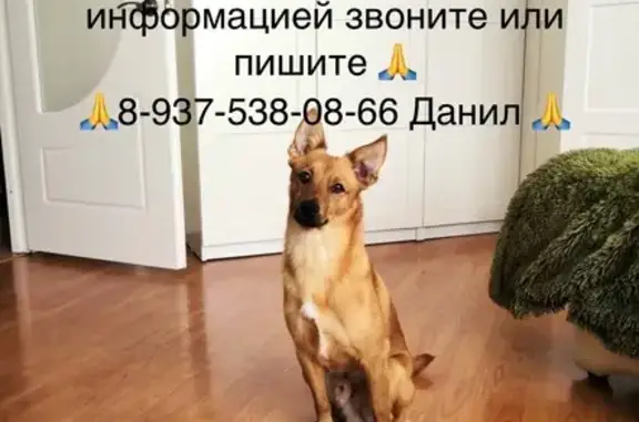 Пропала собака в Волгограде, ищем Рыжего