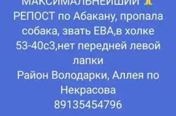 Собаки потеряшки, Абакан, фото: Потеряшка собака, ул. Хмельницкого 226А, Абакан