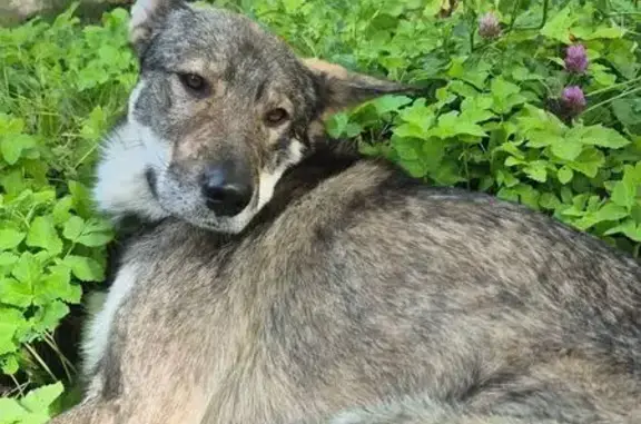 Собаки потеряшки, Санкт-Петербург, фото: Потеряшка собака, Долгоозёрная ул., СПб