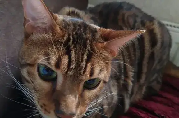 Найдена кошка, Санкт-Петербург, фото: Найдена кошка, аллея Поликарпова, 8