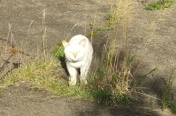 Найдена кошка, Железногорск, фото: Найдена кошка, Восточная ул., Железногорск