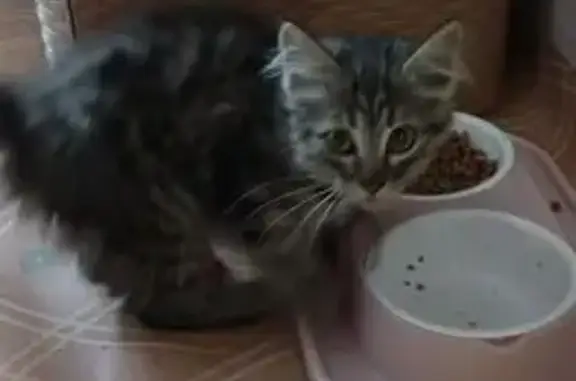 Найдена кошка, Красноярск, фото: Кошка найдена: Транзитная, 2, Красноярск