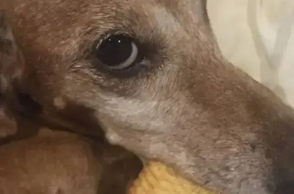 Собаки потеряшки, Воронеж, фото: Потеряшка такса, ул. Ильича, 9, Воронеж