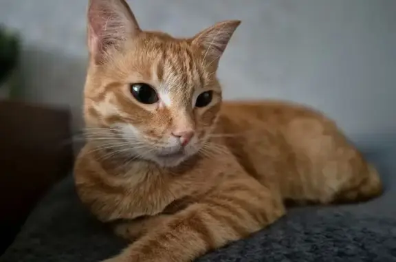 Пропала рыжая кошка, Шаманское пос. 25Н-577