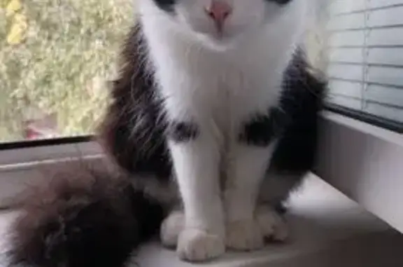 Объявления о пропавших и найденных животных, Тобольск, фото: Кошка найдена, Тобольск, ул. 4