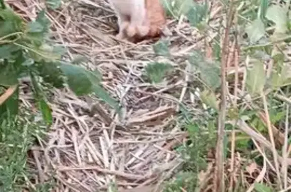 Найдена кошка, Энгельс, фото: Кошка у мусорки: пр. Химиков, 3И, Энгельс