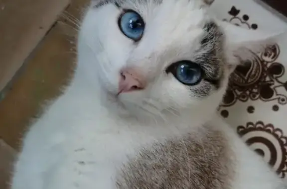 Пропала кошка, ул. Николаева, 9, Смоленск