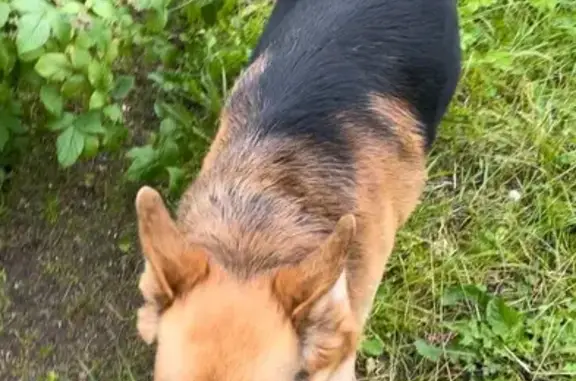 Собаки потеряшки, Всеволожск, фото: Потеряшка собака, ул. Фонвизина, 21, Всеволожск