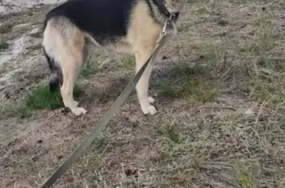 Собаки потеряшки, , фото: Потеряшка собака в Уриковском, Иркутская обл.