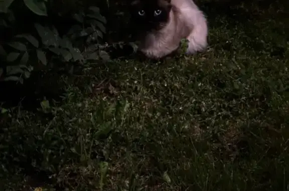 Найдена кошка, Новосибирск, фото: Найдена кошка, ул. Лермонтова, Новосибирск