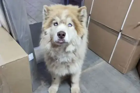 Найдена собака, Мценск, фото: Собака найдена: ул. Машиностроителей, Мценск