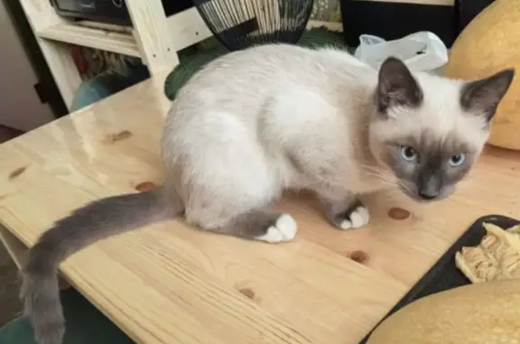 Кошки потеряшки, Ярославль, фото: Потеряшка кошка, ул. Ньютона 55, Ярославль