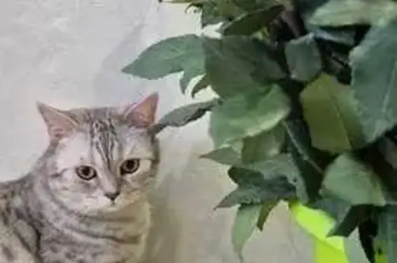 Кошки потеряшки, городской округ Сургут, фото: Потеряшка кошка на 9-й линии, Сургут