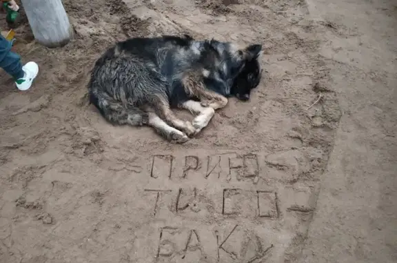 Найдена собака, Пермь, фото: Найдена собака, Магистральная 86Б, Пермь