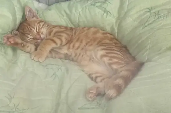 Кошка найдена: ул. Беличенко 101/1, Краснодар