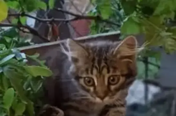 Кошка пропала, Перекопская ул., Тула