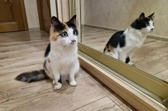 Найдена кошка, Подольск, фото: Кошка найдена: ул. Стрельбицкого, 5