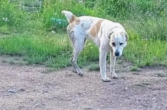 Алабай в беде: Чита, Забайкалье