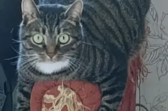 Пропала кошка, ул. Серова, 4Б, Омск