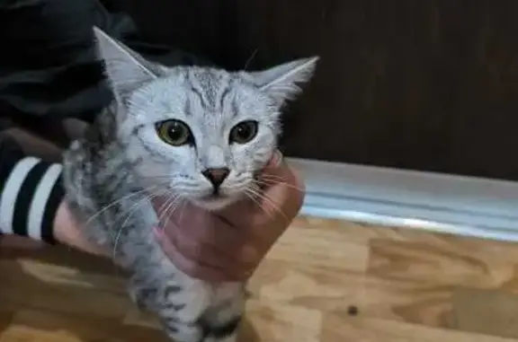 Найдена кошка, Жукова, Магнитогорск