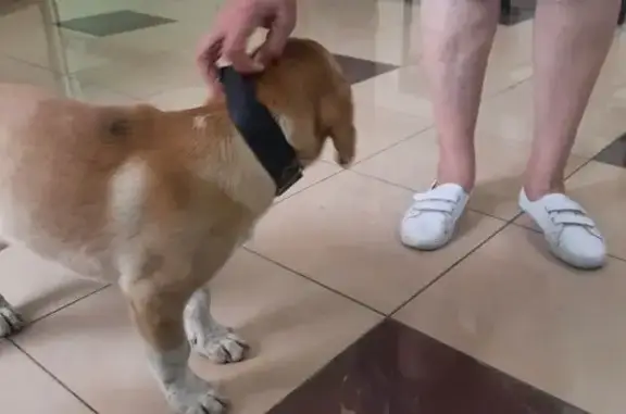 Собака найдена на Попова, 69, Белгород