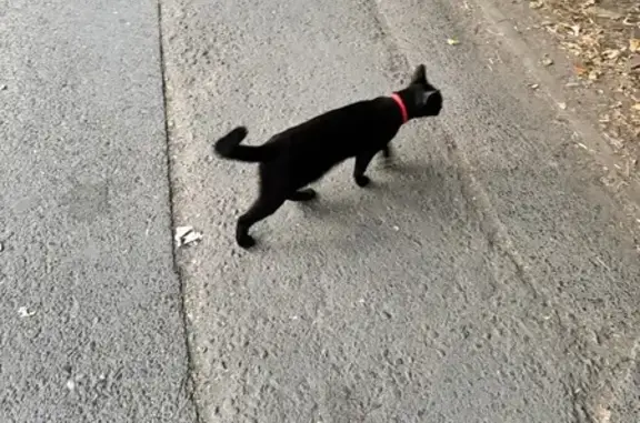 Кошка найдена: Днепровский пер., 118