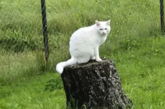 Пропала кошка у вокзала, Московская ул.