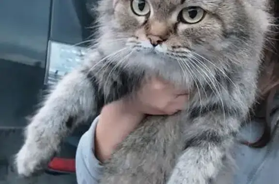 Найдена кошка, Красноярск, фото: Кошка найдена на ул. Матросова, Красноярск