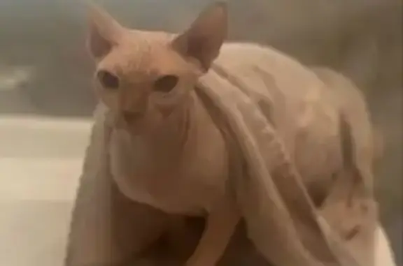 Кошки потеряшки, , фото: Потеряшка кошка, 85, Московская область