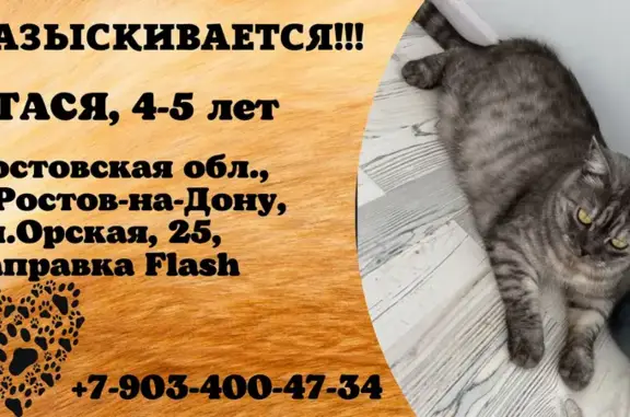 Пропала кошка, Орская 25, Ростов-на-Дону