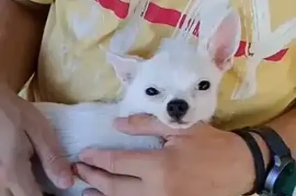 Найдена собака, ул. Пестеля, Астрахань