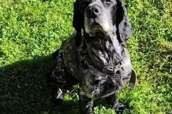 Найдена собака, Листвянское, фото: Собака найдена, Листвянское, Иркутская обл.