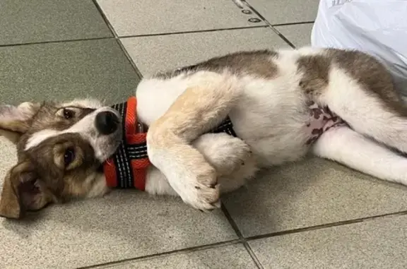 Пропала собака, Партизанская 13 к2