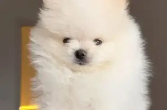 Пропала собака, Уфа, Высоковольтная 12